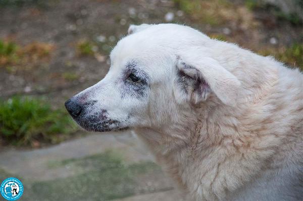 Olaf, dieci anni di casa. Oggi solo un nome e tanta attesa. Foto 5